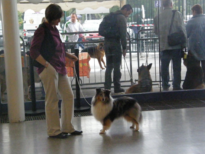 CH. Flashdance blue Du Chemin Des Roselières - 4 e Excellent en classe ouverte