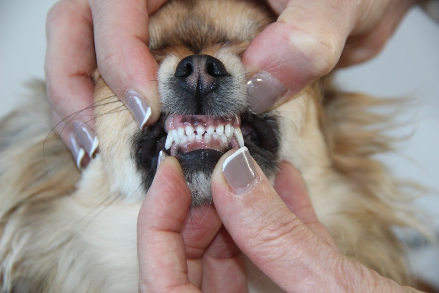 Adela De La Plaine D'illiberis