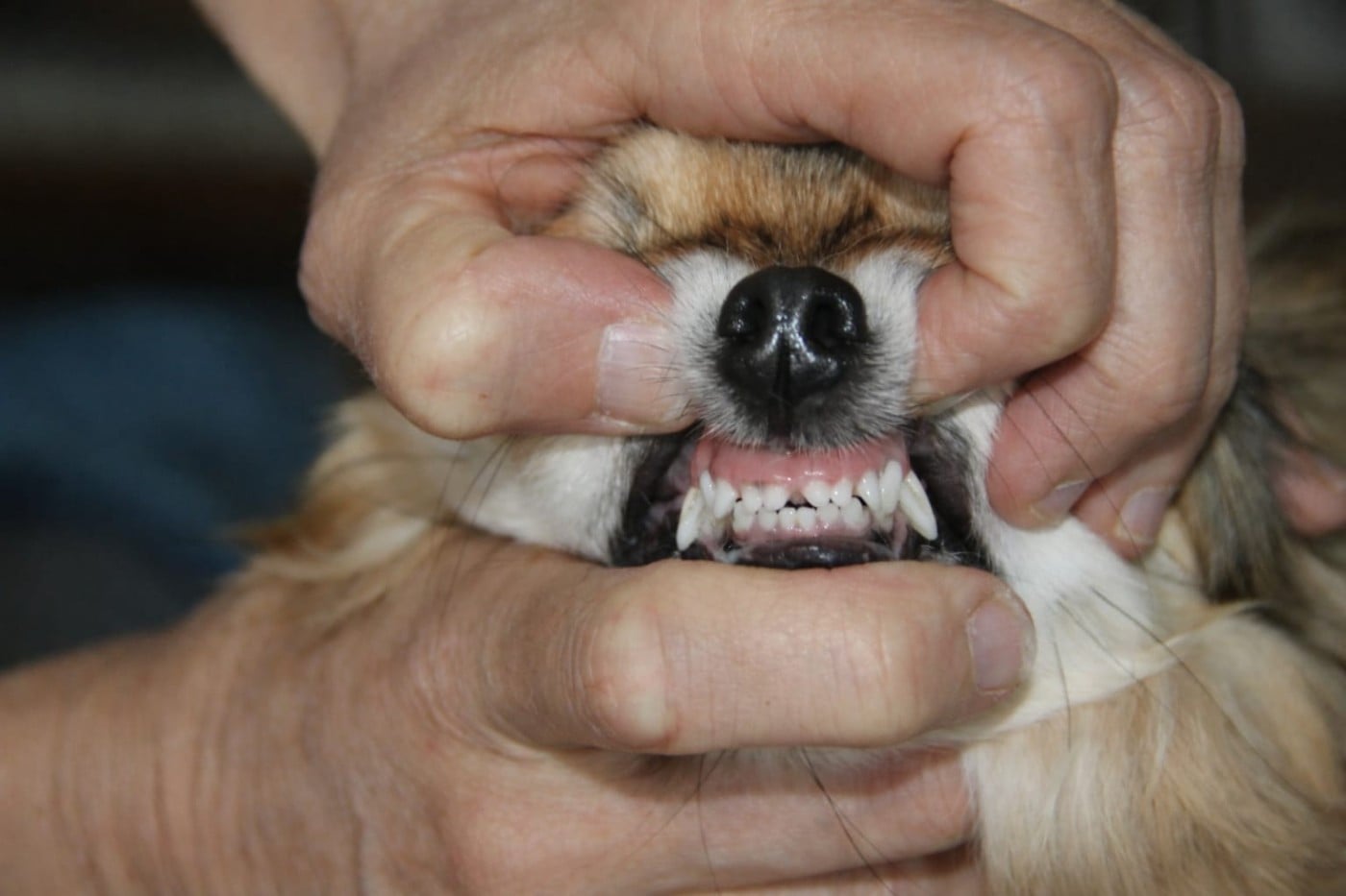 Misty Meadow's Mad woman