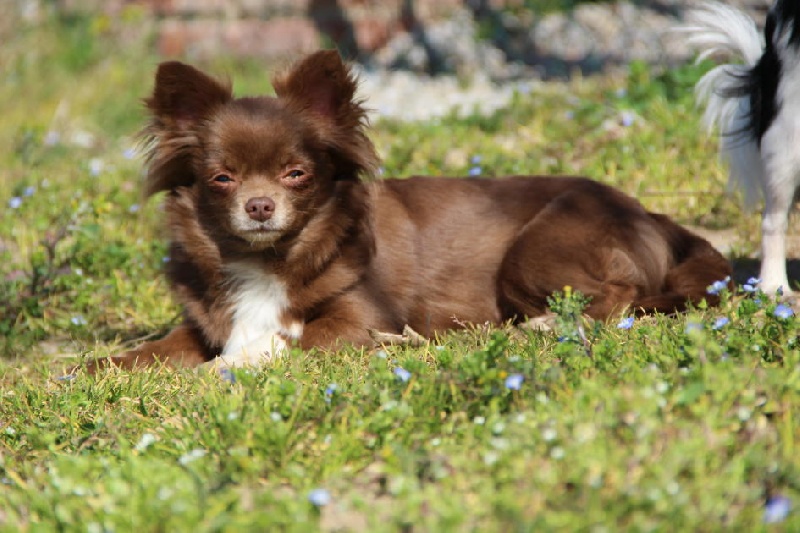 Publication : d'Acca Larentia Auteur : ausseil A&S