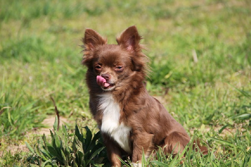 Publication : d'Acca Larentia Auteur : ausseil A&S