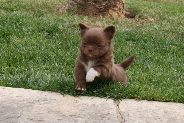 Publication : d'Acca Larentia Auteur : ausseil A&S