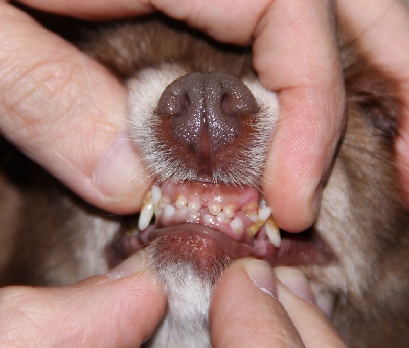 Publication : d'Acca Larentia Auteur : ausseil A&S