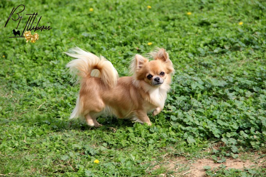 CH. O'uss nimitz des z'amours de la violette