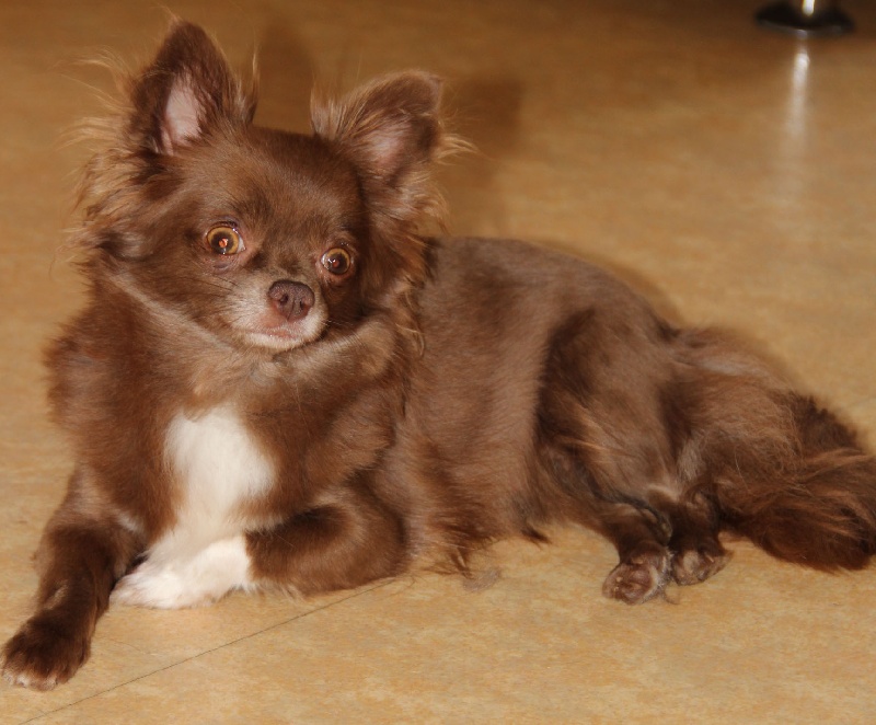 Publication : d'Acca Larentia Auteur : ausseil A&S