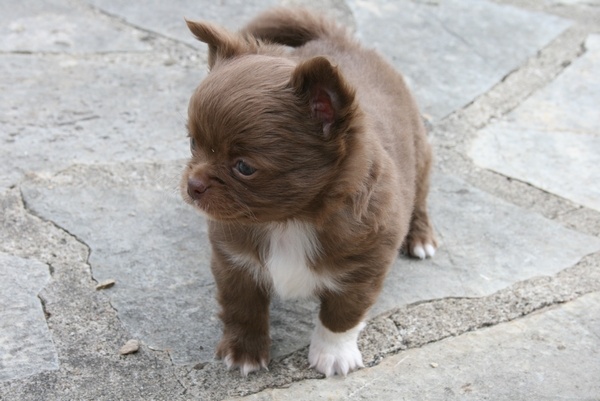 Publication : d'Acca Larentia Auteur : ausseil A&S