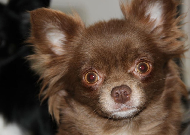 Publication : d'Acca Larentia Auteur : ausseil A&S