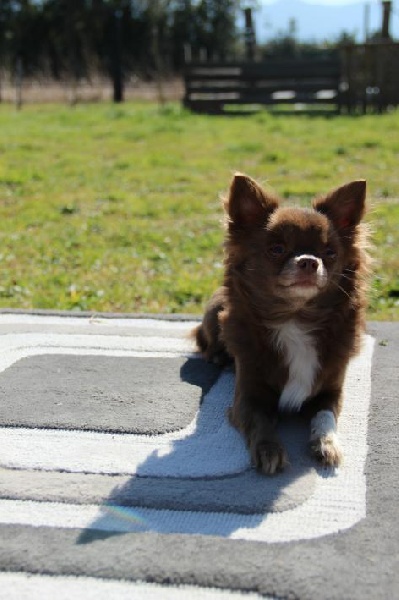 Publication : d'Acca Larentia Auteur : ausseil A&S