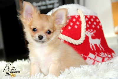 De La Plaine D'illiberis