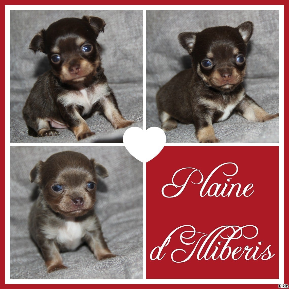 Chihuahua - De La Plaine D'illiberis