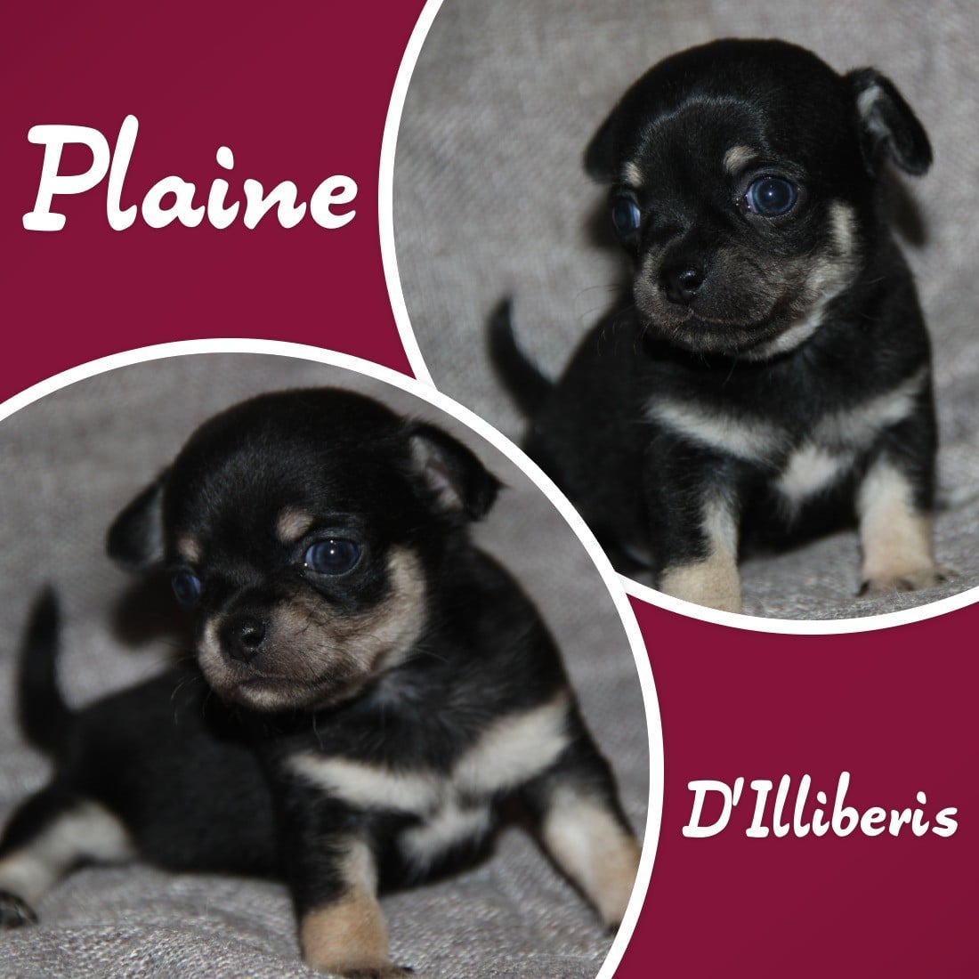 Chihuahua - De La Plaine D'illiberis