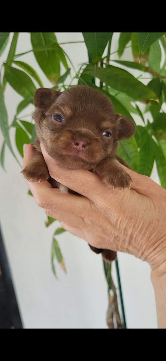 Chihuahua - De La Plaine D'illiberis