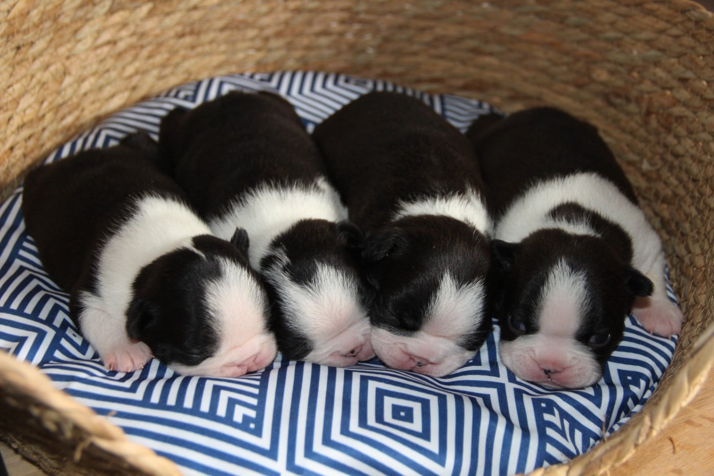 Boston Terrier - De La Plaine D'illiberis