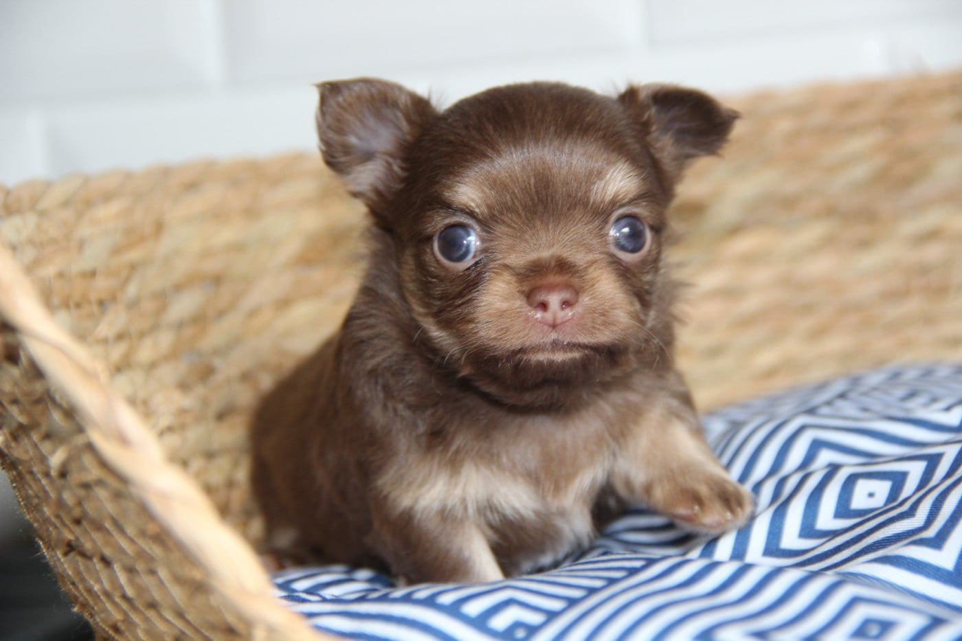 Chihuahua - De La Plaine D'illiberis