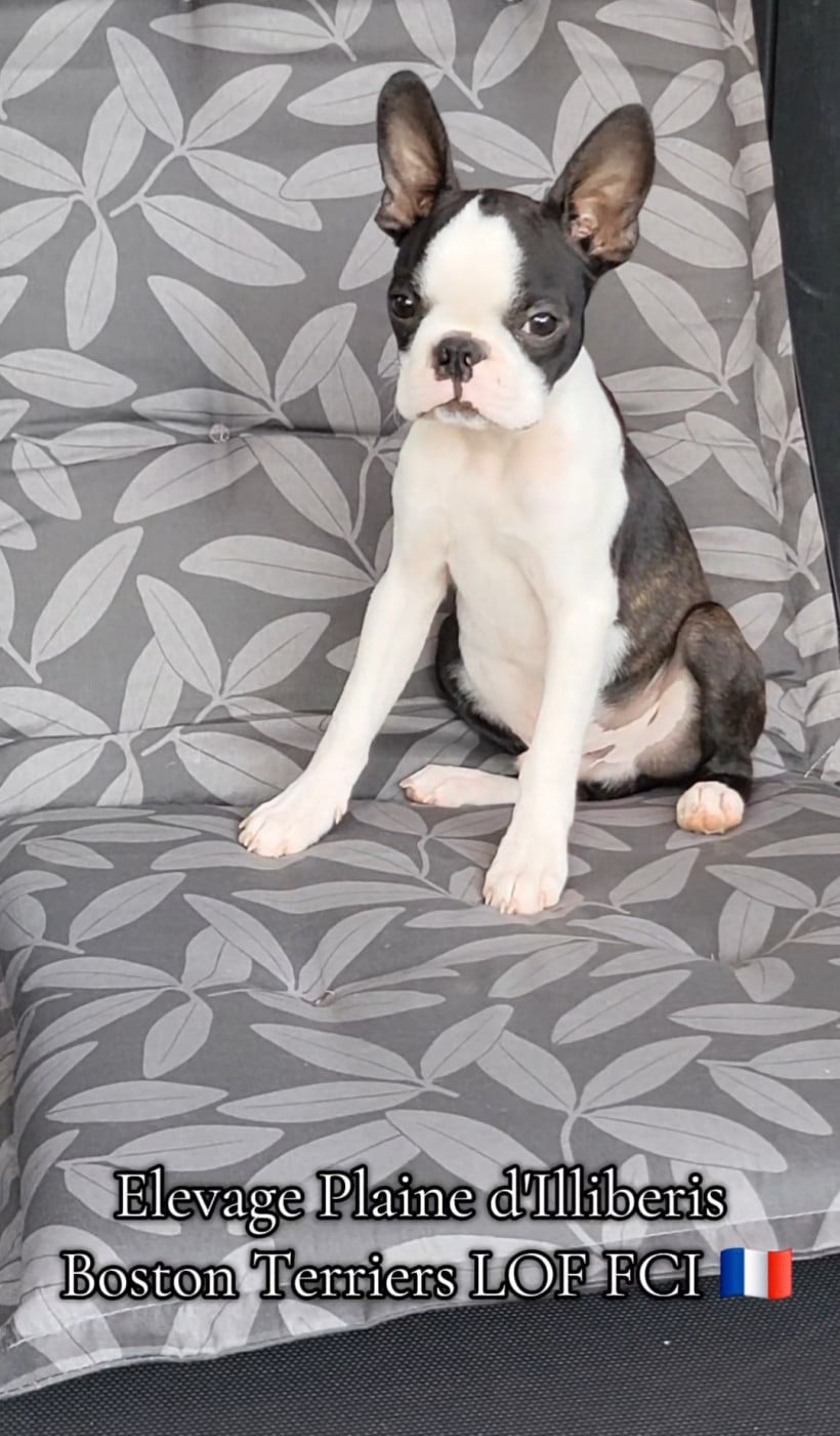 Boston Terrier - De La Plaine D'illiberis
