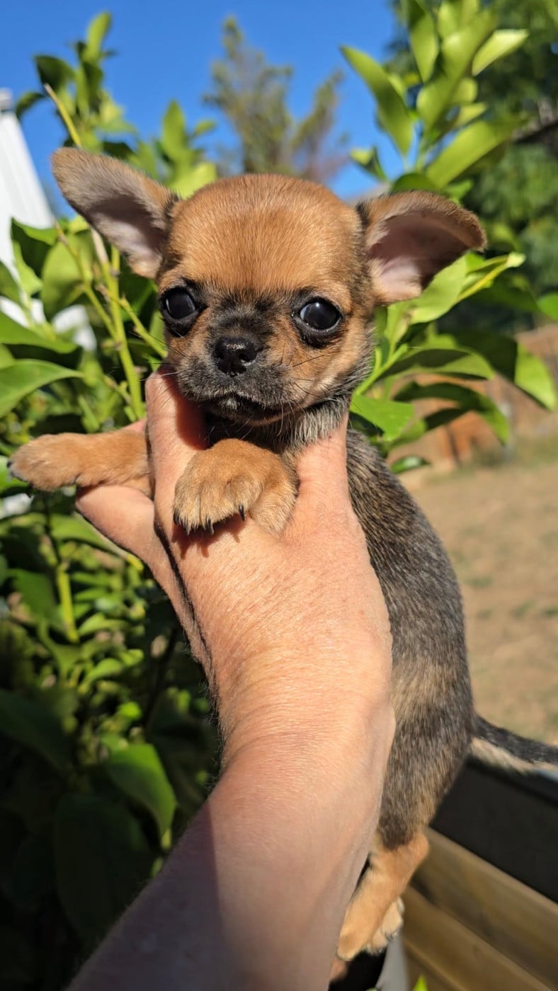 Chihuahua - De La Plaine D'illiberis