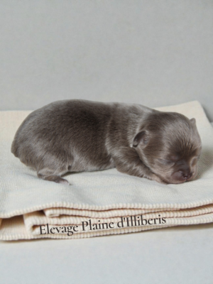 Les chiots de Chihuahua