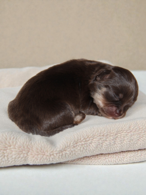 Les chiots de Chihuahua