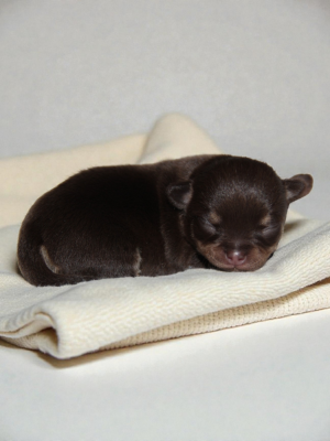 Les chiots de Chihuahua