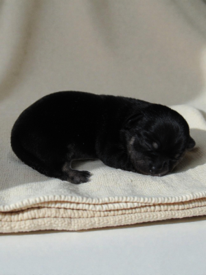 Les chiots de Chihuahua