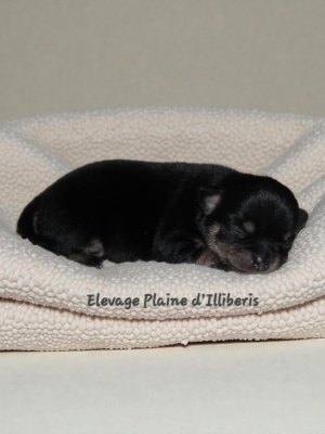 Les chiots de Chihuahua