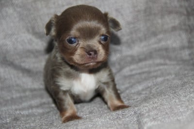 Les chiots de Chihuahua