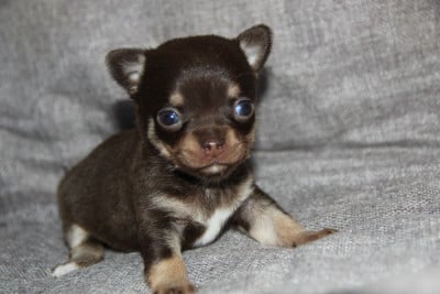 Les chiots de Chihuahua