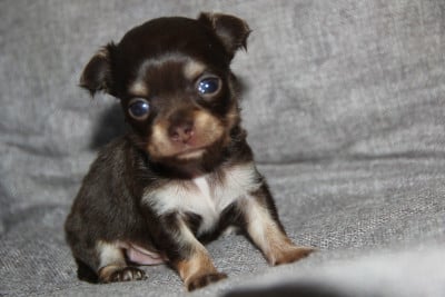 Les chiots de Chihuahua