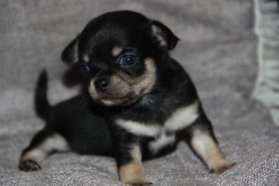 Les chiots de Chihuahua