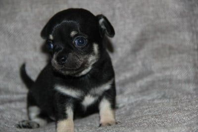 Les chiots de Chihuahua