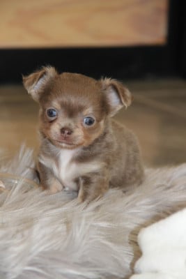 Les chiots de Chihuahua