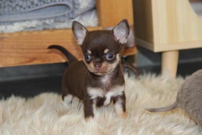 Les chiots de Chihuahua