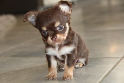 Les chiots de Chihuahua