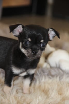 Les chiots de Chihuahua