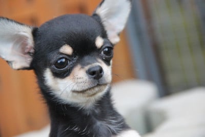 Les chiots de Chihuahua