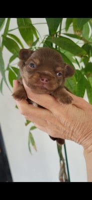 Les chiots de Chihuahua