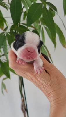 Les chiots de Boston Terrier