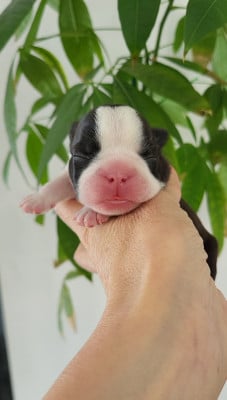 Les chiots de Boston Terrier