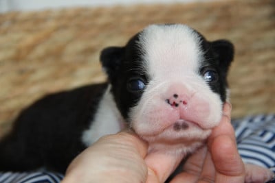 Les chiots de Boston Terrier