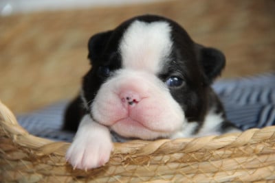Les chiots de Boston Terrier