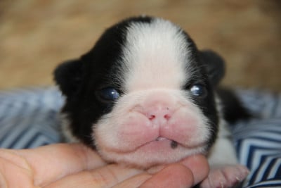 Les chiots de Boston Terrier