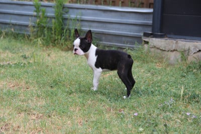 Les chiots de Boston Terrier