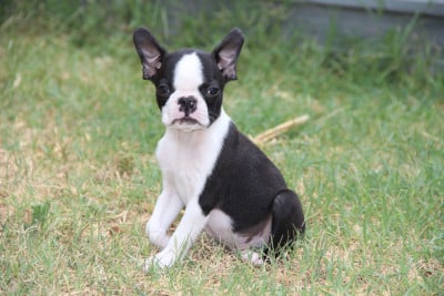 Les chiots de Boston Terrier
