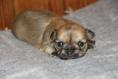 Chihuahua