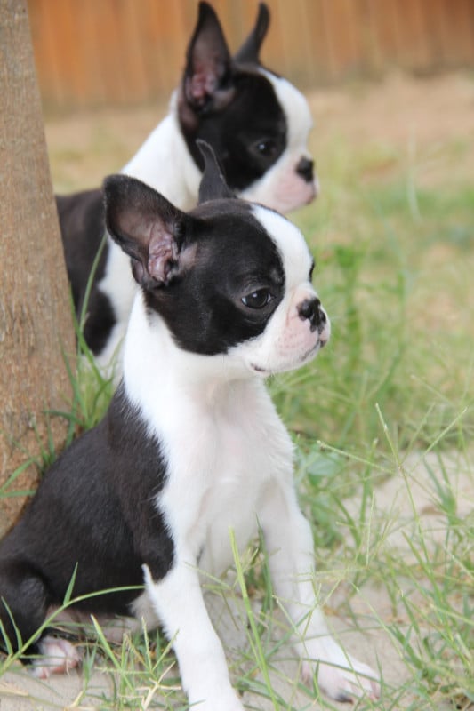 Boston Terrier - De La Plaine D'illiberis