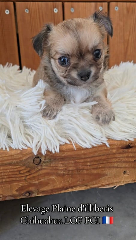Chihuahua - De La Plaine D'illiberis