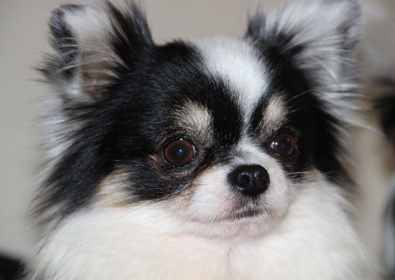 Schroeder's Masked iced ferrarri - Trés bon