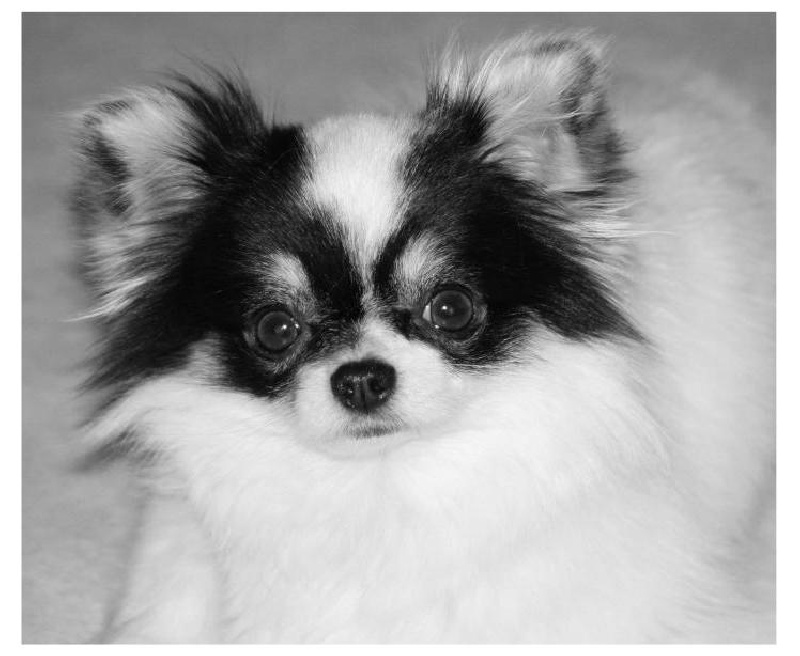 Schroeder's Masked iced ferrarri - 2éme Excellent