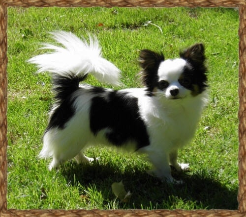 Bcbg Belle Carrure Belle Gueule Sky's the limit - Trés prometteur puppy