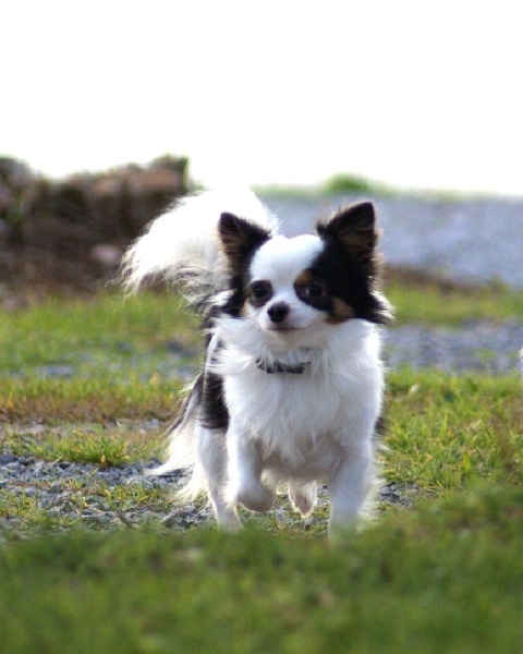 Bcbg Belle Carrure Belle Gueule Sky's the limit - 3éme Excellent